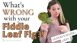 Fiddle Leaf Fig Troubleshooting  Leaves FALLING OFF Yellow Leaves amp MORE [upl. by Nongim231]