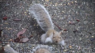 Slightly squabbling sibling squirrels looking for something to eat [upl. by Nohsram]