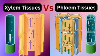 Xylem vs phloem tissues  xylem vs phloem Vascular bundles Biology [upl. by Katy47]