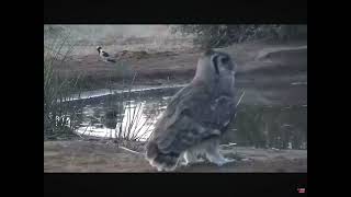 Verreaux ‘s Eagle Owl Stops By the Waterhole 03022024 Africam Live [upl. by Esimehc]