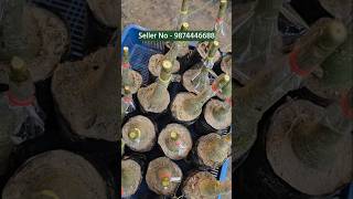 Grafted adenium plants online sell [upl. by Towbin135]