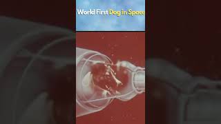 World First Dog in Space [upl. by Moersch640]