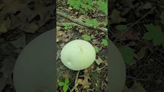 GIANT PUFFBALL MUSHROOM mushroom puffball giantpuffball short shorts [upl. by Drawde]