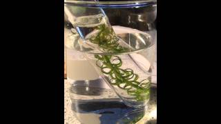 Photosynthesis Experiment [upl. by Fiester]