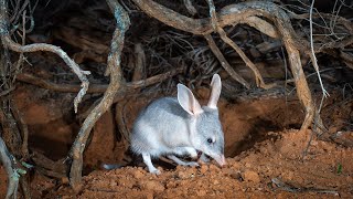 Safeguard the future of Australias iconic Bilby with AWC [upl. by Noivart]