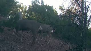 Three Bucks Sparring and Jostling On the Cowan Campus of the Santa Fe Institute [upl. by Sirhc]