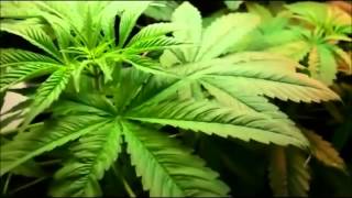 Cannabis plant growing  TIMELAPSE [upl. by Selec]