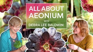 All About AEONIUM with Debra Lee Baldwin [upl. by Jermayne]