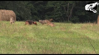 Dog Fights Off Three Coyotes  Coyote Hunting With Decoy Dog [upl. by Abdel720]