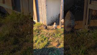 The Chickens Came Out To Free Range backyardchickens [upl. by Coco]