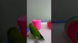 Bird Training  Smart lovebird Parrot  Smart Little Cute Parrot training smartparrot cute [upl. by Nuahsor843]