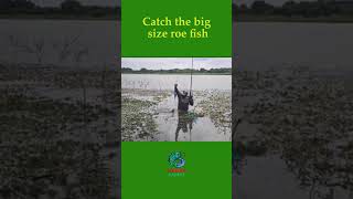 Catch the big size roe fish fishingexpert fishingvideo fishing [upl. by Lorelie761]