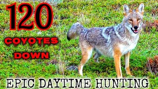 120 Coyotes Down Best Daytime Coyote Hunting Video NEW 2022 [upl. by Leoj]