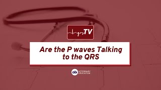 Are the P waves talking to the QRS  qrsTV  Veterinary ECG Explained [upl. by Htebazileyram]