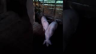 Five months PigsBulamu Generations family farmspigfarming [upl. by Enreval]