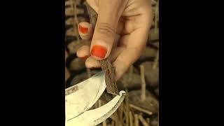 Achieve Perfect Grafts Every Time grafting nature graft satisfying plants gardening diy [upl. by Eeliah]