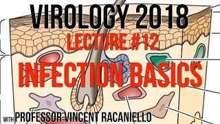 Virology Lectures 2018 12 Infection Basics [upl. by Anjanette]