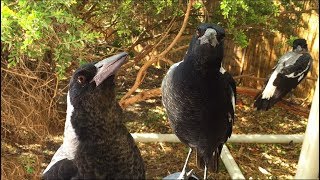 The Warblers  Juvenile Magpies Singing [upl. by Neb]