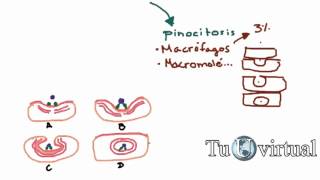 Fisiología  Endocitosis Fagocitosis y Pinocitosis  Sistemas funcionales de la celula [upl. by Amarillis]