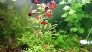 Planted Platy Tank [upl. by Arebma]