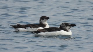 Razorbill  Гагарка [upl. by Oremor984]