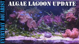 3 Planted Marine Macro Algae Lagoon Aquarium  8 MONTH UPDATE [upl. by Raclima]