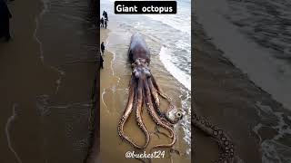 Giant octopus 👾👾👾👾youtube [upl. by Season]