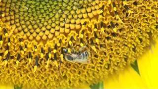 BEES Apis mellifera scutellata action [upl. by Fabriane]