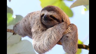 quotWhy Do Sloths Move So Slowly Anyway quot [upl. by Edelson]