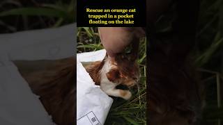 An orange cat trapped in a pocket floating on the lake [upl. by Rey]