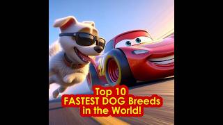 WHO Fastest Dog Breeds TOP 10 animalfastest dogbreeds dogs viralvideo shorts [upl. by Aninaig]