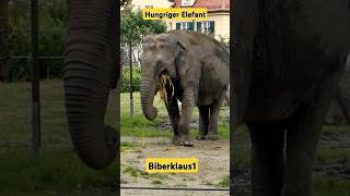 Elefant frisst Mais elephant zoo animals hungary [upl. by Von661]