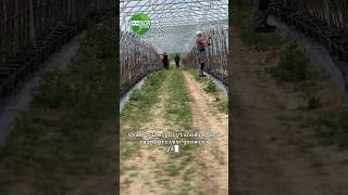 Oval tube polytunnel and raspberries growing system [upl. by Carly]