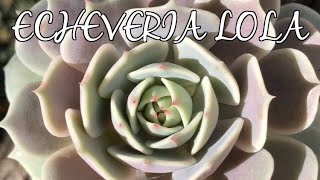 ECHEVERIA LOLA 🌸 [upl. by Alia]