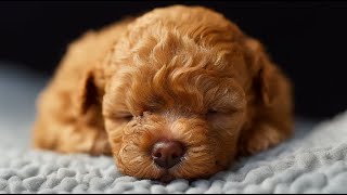 Newborn Dog Ageing Time Lapse [upl. by Silohcin]