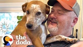 Emaciated Dog Becomes A Brand New Dog In His Forever Home  The Dodo Faith  Restored [upl. by Llerraj]