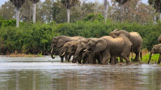 Tanzania Safari Selous [upl. by Lesko385]