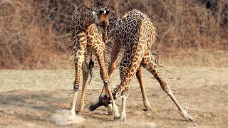 How Do Giraffes Fight  A Neck Battle  Love Nature [upl. by Ayojal179]