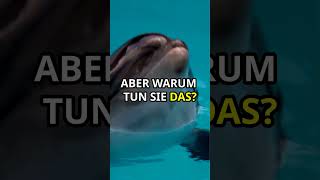 Wie Delfine mit nur einer Gehirnhälfte schlafen 🐬delfine wissenschaft fakten [upl. by Stronski676]