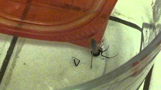 Sun spider vs Black widow [upl. by Firmin]