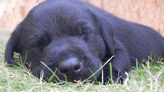 Top 10 Cutest Black Labrador puppies [upl. by Harifaz]