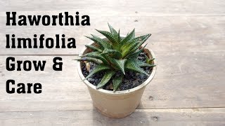 Succulent Haworthia limifolia Plant Grow and Caring Tips [upl. by Haroppizt]