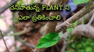 చనిపోతున్న PLANT ఎలా Save చేయాలిTELUGU GARDENER with ARTSFUNGICIDEFERTILIZERROOT ROTPEST ATTACK [upl. by Eerased346]