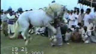 Horse Dancing in Pakistan 46 [upl. by Richart]