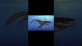 Prognathodon urzeit dinosaurier dinosaur paleontology prehistoric apexpredator mosasaurus [upl. by Eylhsa]