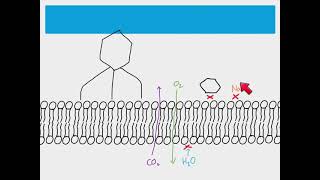 AS Biology  Movement across membranes transport proteins [upl. by Aruat]