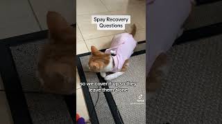 Cat Onesies  Spay Recovery Outfit For Female Kittens  Questions Answered [upl. by Aramot606]