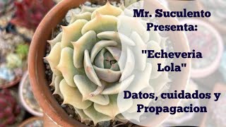 Echeveria Lola Hablemos de sus cuidados su mantenimiento y propagación Datos de suculenta [upl. by Euqirat]