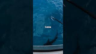 GIANT COBIA GAFF fishing fishingfood australia fishingaustralia fishingvideo food [upl. by Thayer]