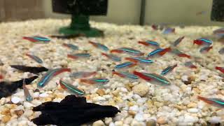 Neon Tetra Paracheirodon innesi  Riverpark Aquatics [upl. by Conny]